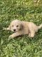 Golden Doodle Puppies for sale in Kuttawa, KY, USA. price: NA