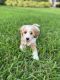 Golden Doodle Puppies for sale in Boca Raton, FL, USA. price: $3,500