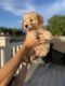 Golden Doodle Puppies for sale in Lehi, UT, USA. price: NA