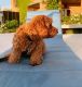 Golden Doodle Puppies for sale in Carolina Beach, NC 28428, USA. price: NA