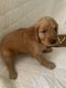 Golden Doodle Puppies for sale in Wana, WV 26590, USA. price: $900