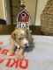 Golden Doodle Puppies for sale in Smyrna, TN, USA. price: $1,500