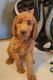Golden Doodle Puppies for sale in New Carlisle, OH 45344, USA. price: $300