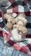 Golden Doodle Puppies for sale in Enterprise, AL 36330, USA. price: $1,700