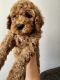 Golden Doodle Puppies for sale in Austin, TX, USA. price: $1,500
