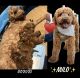Golden Doodle Puppies for sale in Atwater, CA 95301, USA. price: NA