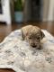Golden Doodle Puppies for sale in McKinney, TX, USA. price: NA