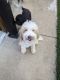 Golden Doodle Puppies for sale in Cornelia, GA, USA. price: NA