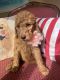 Golden Doodle Puppies for sale in 24403 SW 118 Ave, Princeton, FL 33032, USA. price: $1,700