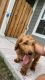 Golden Doodle Puppies for sale in Franklin, TN 37067, USA. price: NA