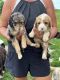 Golden Doodle Puppies for sale in Rosemount, MN 55068, USA. price: $250