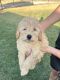 Golden Doodle Puppies for sale in Burnet, TX 78611, USA. price: NA