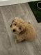 Golden Doodle Puppies for sale in Miami, FL, USA. price: $1,500
