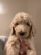 Golden Doodle Puppies for sale in Gadsden, AL, USA. price: $600