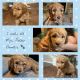 Golden Doodle Puppies for sale in Morgan City, LA 70380, USA. price: NA