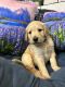 Golden Doodle Puppies for sale in Galena, KS 66739, USA. price: $800