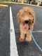 Golden Doodle Puppies for sale in Miami, FL, USA. price: $2,500