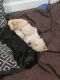 Golden Doodle Puppies for sale in Kennesaw, GA, USA. price: $600