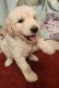 Golden Doodle Puppies for sale in Panama, NY 14767, USA. price: $900