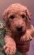 Golden Doodle Puppies for sale in Mascotte, FL, USA. price: $2,000
