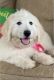 Golden Doodle Puppies for sale in San Antonio, TX 78240, USA. price: $1,400