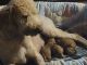 Golden Doodle Puppies for sale in Winlock, WA 98596, USA. price: $15,002,000