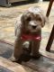 Golden Doodle Puppies for sale in Visalia, CA, USA. price: $1,000