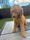 Golden Doodle Puppies for sale in Miami, FL, USA. price: NA