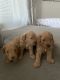 Golden Doodle Puppies for sale in Puyallup, WA, USA. price: NA