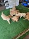 Golden Doodle Puppies for sale in Mascotte, FL, USA. price: NA