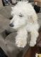 Golden Doodle Puppies for sale in Ozark, MO 65721, USA. price: $500
