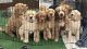 Golden Doodle Puppies for sale in Hamilton, AL, USA. price: NA
