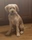 Golden Doodle Puppies for sale in Oak Lawn, IL 60453, USA. price: NA