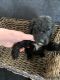 Golden Doodle Puppies for sale in St Charles, MI 48655, USA. price: $750
