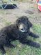 Golden Doodle Puppies for sale in Manitowoc, WI 54220, USA. price: $750