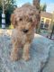 Golden Doodle Puppies for sale in Layton, UT 84041, USA. price: $1,200