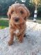 Golden Doodle Puppies for sale in Layton, UT 84041, USA. price: $1,200