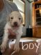 Golden Doodle Puppies for sale in Thomasville, NC 27360, USA. price: NA