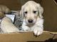 Golden Doodle Puppies for sale in Clarks Summit, PA 18411, USA. price: $650