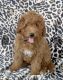 Golden Doodle Puppies for sale in Lancaster, PA, USA. price: NA