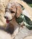 Golden Doodle Puppies for sale in Harrisburg, NE 69345, USA. price: NA