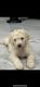 Golden Doodle Puppies for sale in Tampa, FL, USA. price: $2,000