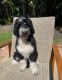 Golden Doodle Puppies for sale in Winter Park, FL, USA. price: $800