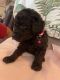 Golden Doodle Puppies for sale in Thomaston, GA 30286, USA. price: $1,000