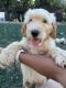 Golden Doodle Puppies for sale in Paso Robles, CA 93446, USA. price: $1,000