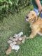 Golden Doodle Puppies for sale in Livingston, TX 77351, USA. price: $1,800