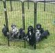 Golden Doodle Puppies for sale in Sugar Hill, GA, USA. price: NA