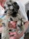 Golden Doodle Puppies for sale in Belen, NM 87002, USA. price: $500