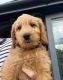 Golden Doodle Puppies for sale in Houston, TX, USA. price: $875