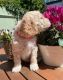 Golden Doodle Puppies for sale in Houston, TX, USA. price: $875